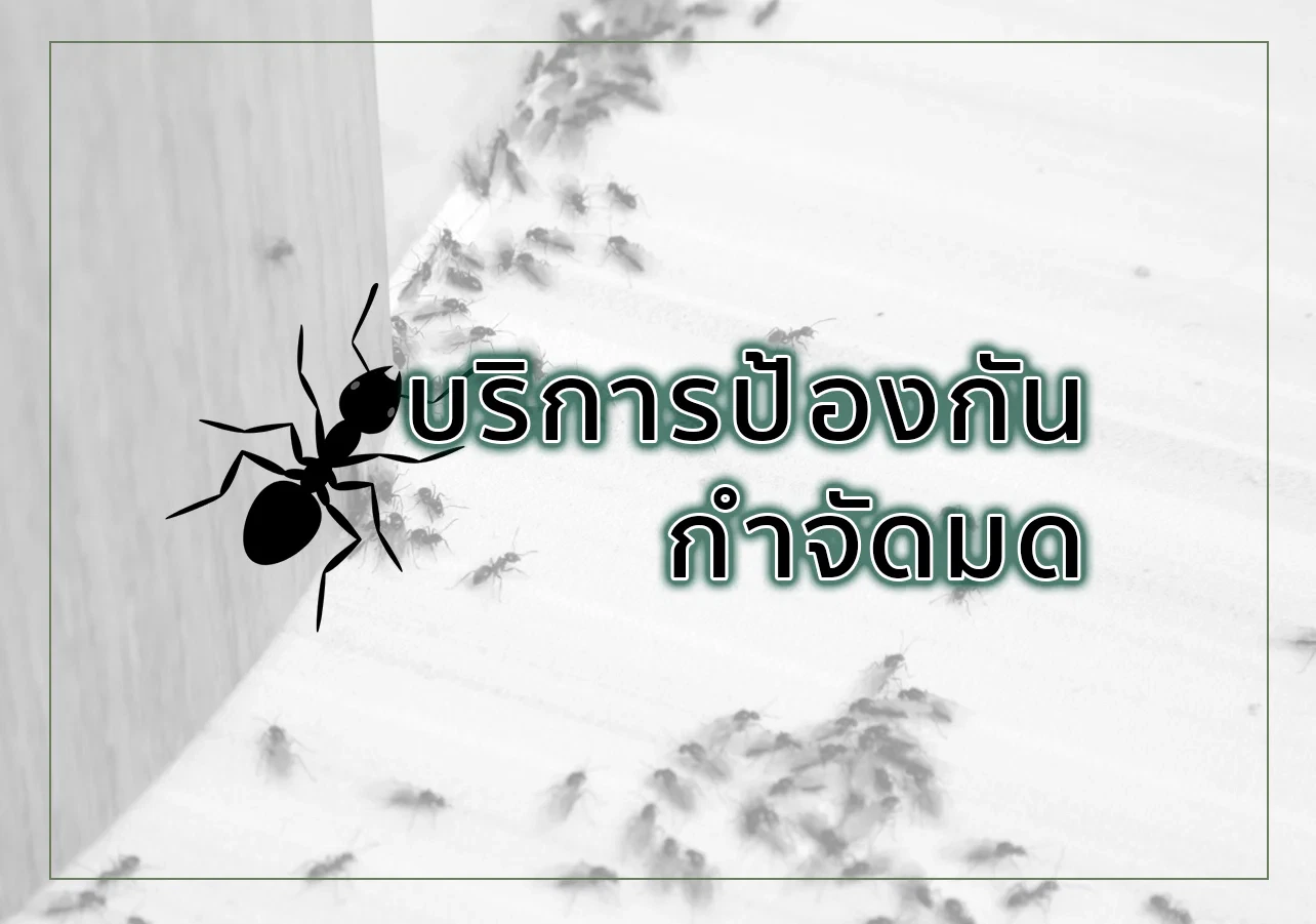 บริการป้องกันกำจัดมด