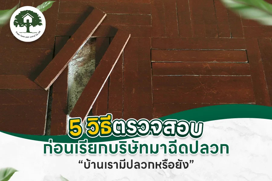 5 วิธีตรวจสอบก่อนเรียกบริษัทมาฉีดปลวก บ้านเรามีปลวกหรือยัง