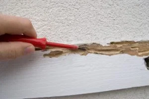 ไม่ได้ฉีดปลวกมานาน จะรู้ได้อย่างไรว่าบ้านมีปลวกมั้ย?