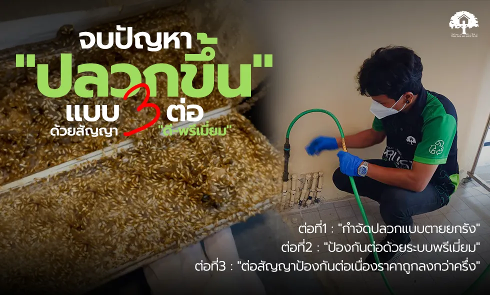 banner บริการกำจัดปลวก