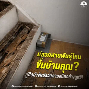 ปลวกสายพันธุ์ไหนขึ้นบ้านคุณ? คู่มือกำจัดปลวกตามชนิดอย่างถูกวิธี