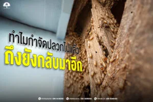 ทำไมกำจัดปลวกไปแล้ว ถึงยังกลับมาอีก