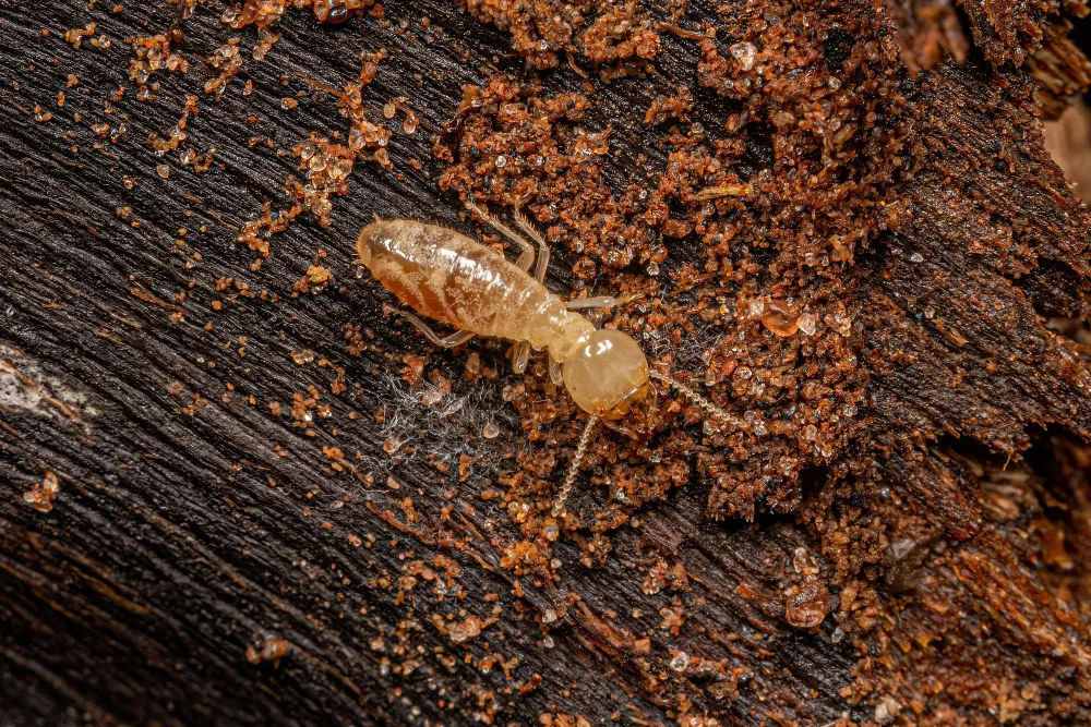 termite 