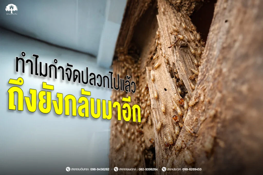 ทำไมกำจัดปลวกไปแล้ว ถึงยังกลับมาอีก