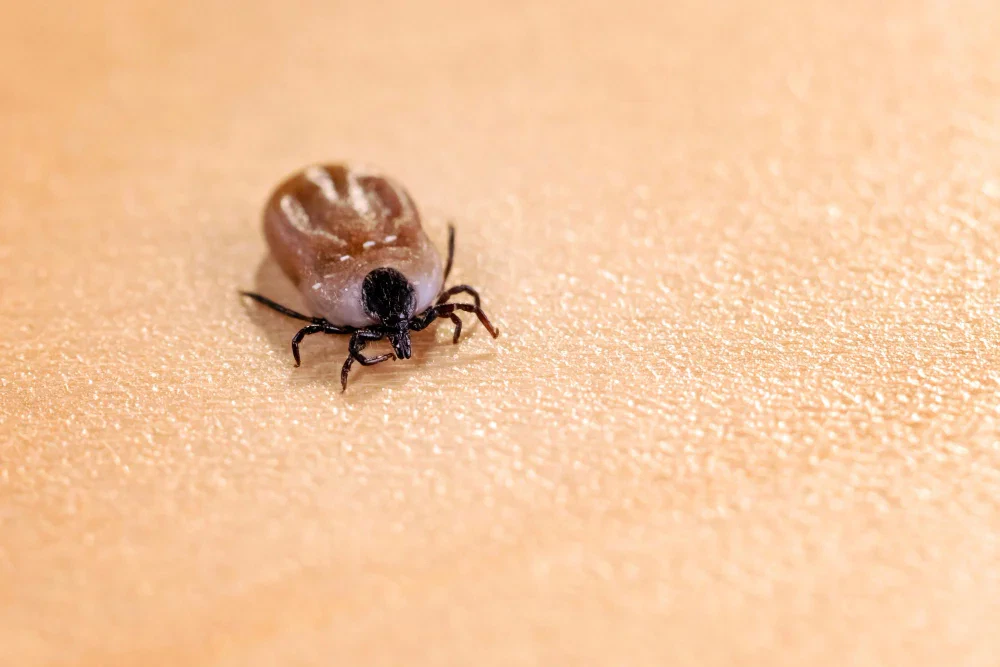 เห็บและหมัด (Tick and flea)