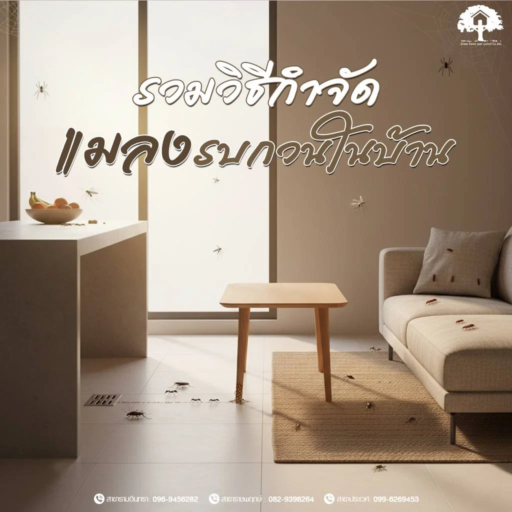 รวมวิธีกำจัดแมลงรบกวนในบ้าน พร้อมข้อแนะนำในการป้องกันไม่ให้แมลงรบกวนกลับมา