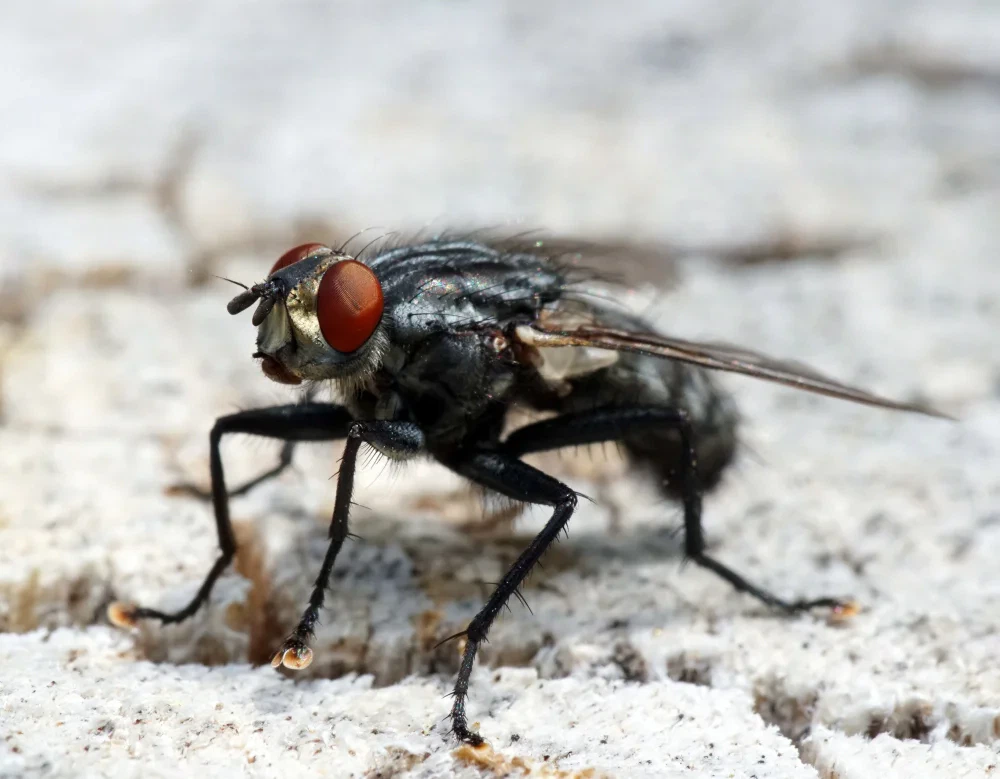แมลงวัน (Fly)