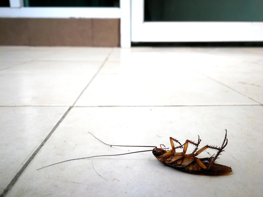 แมลงสาบ (Cockroach)