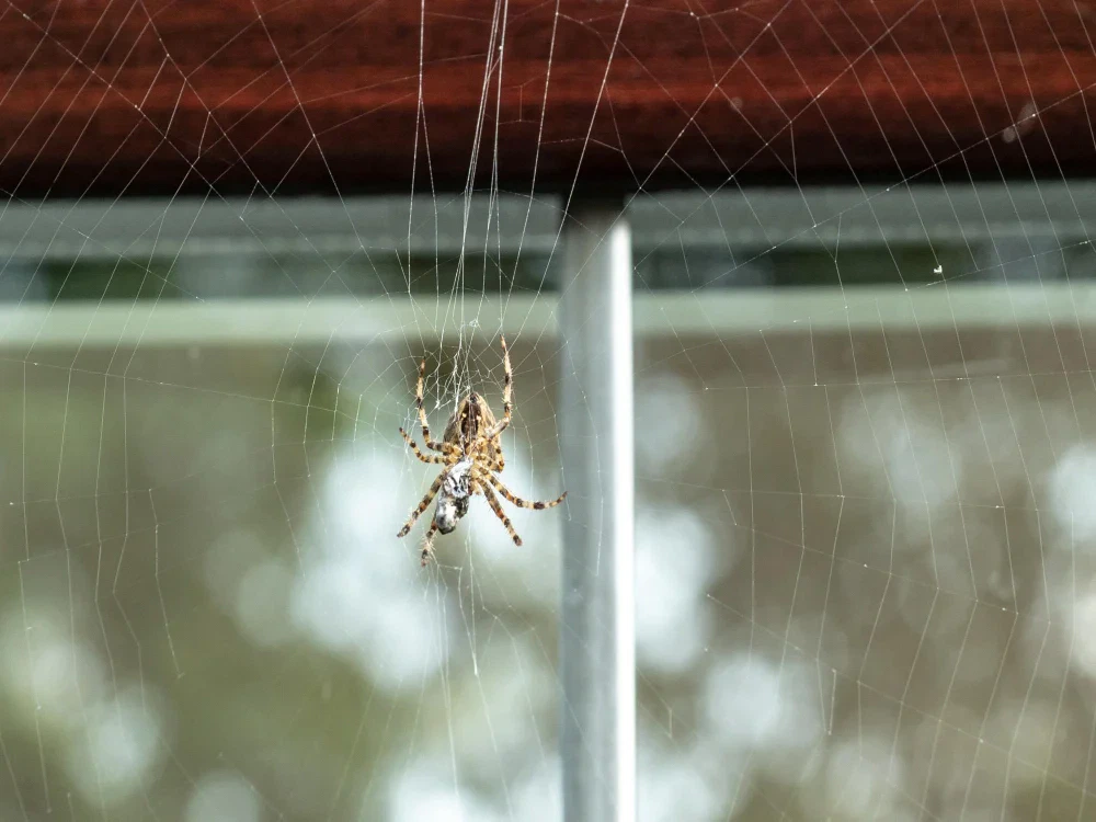 แมงมุม (Spider)