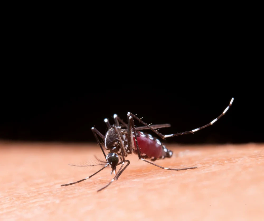 ยุง (Mosquito)