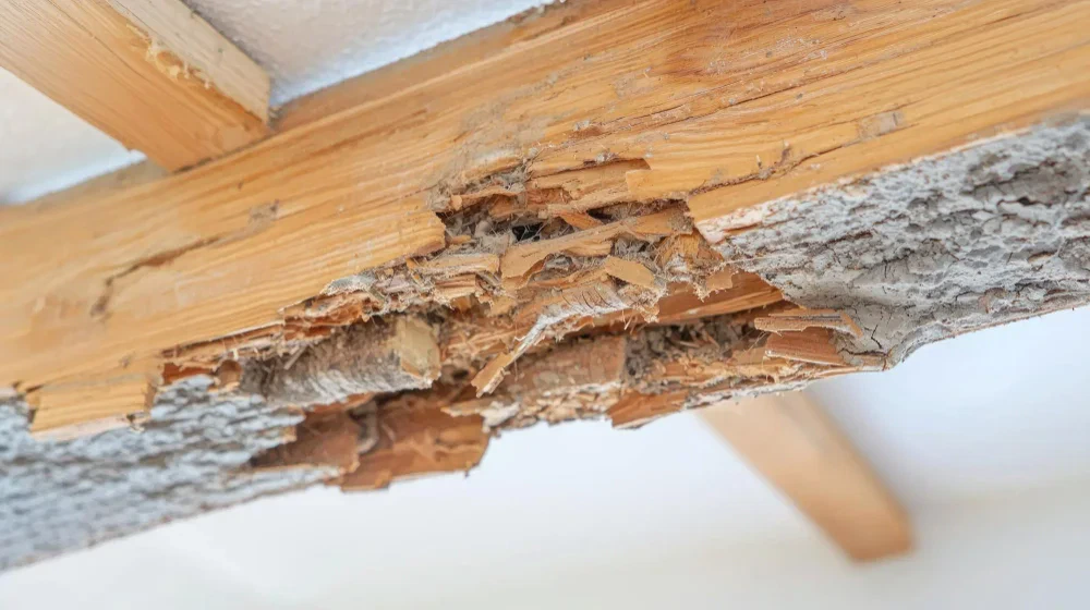 ความจริงคือ ไม่เห็นตัวปลวก ไม่ได้แปลว่าไม่มีปลวก